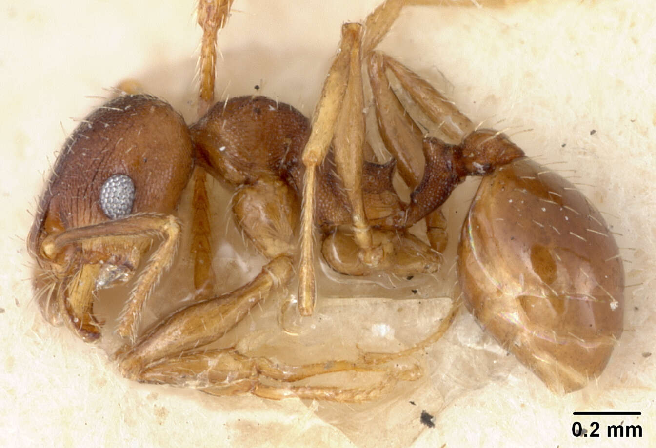 Pheidole pilifera coloradensis Emery 1895的圖片