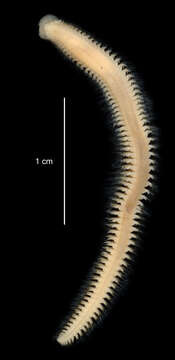 Image of "An Antarctic, polychaete worm"