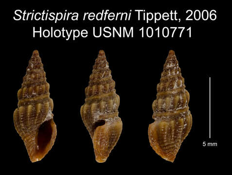 Image of Strictispira redferni Tippett 2006