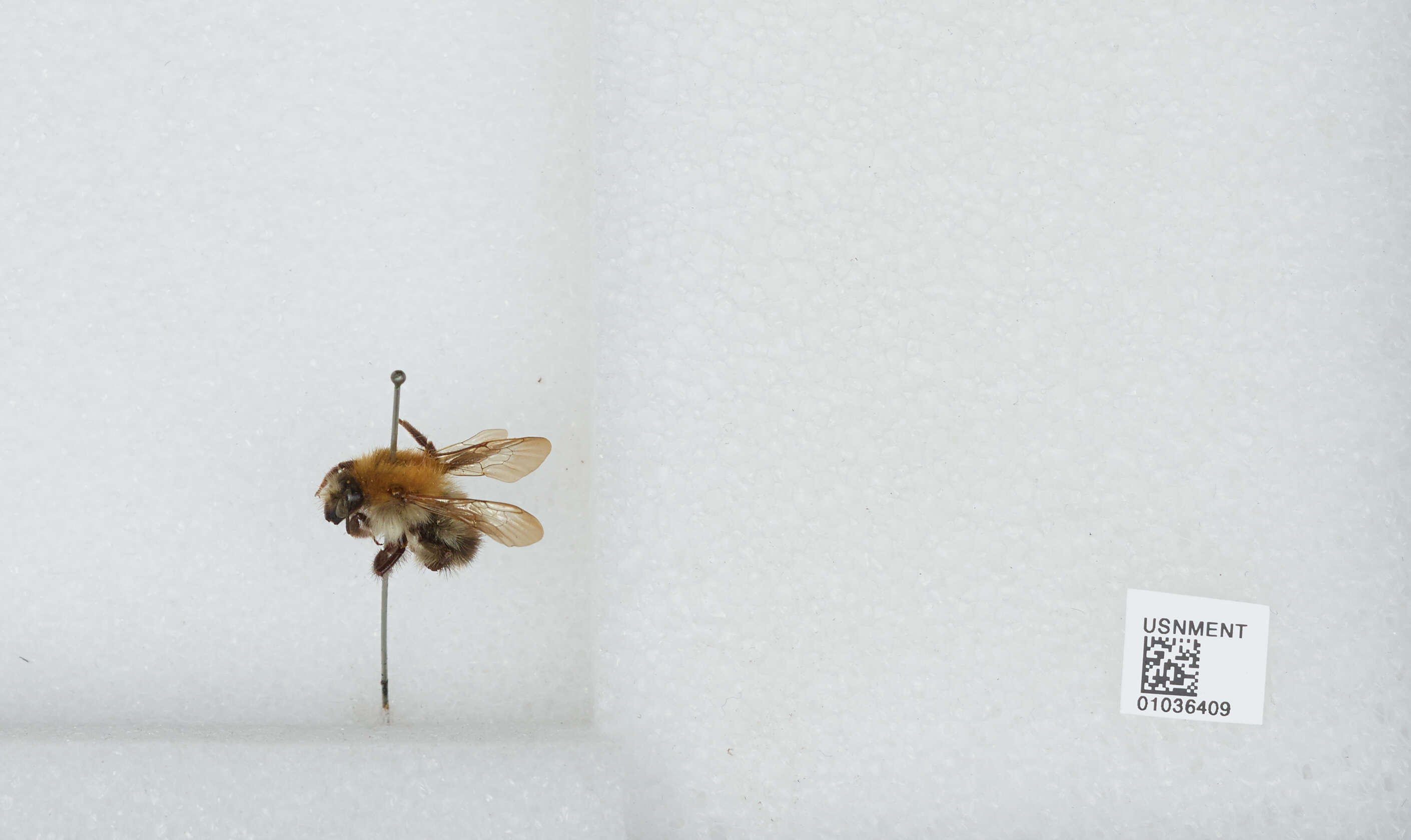 Image of Common carder bumblebee