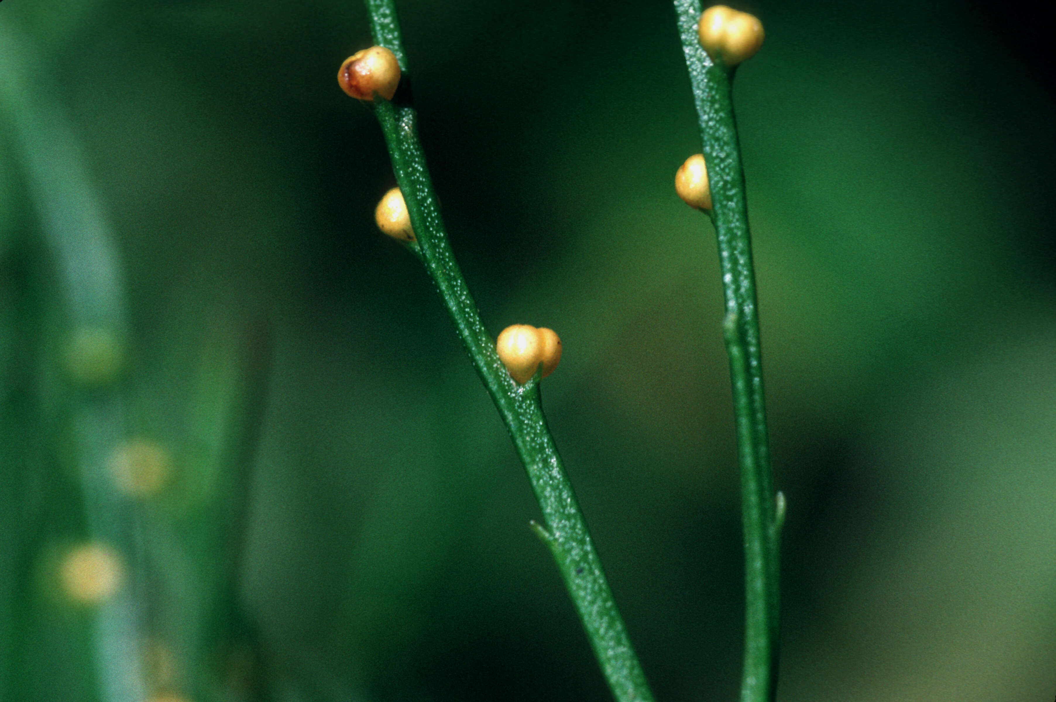 Image of whisk fern