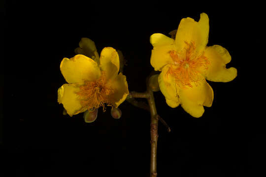 Imagem de Cochlospermum vitifolium (Willd.) Spreng.