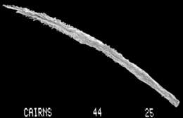 Image of Sporadopora dichotoma (Moseley 1876)