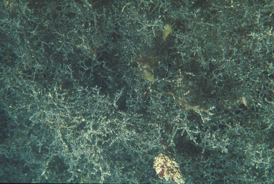 Image of Hypnea pannosa