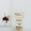 Image of Bombus lapponicus lapponicus (Fabricius 1793)