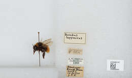 Слика од Bombus lapponicus lapponicus (Fabricius 1793)