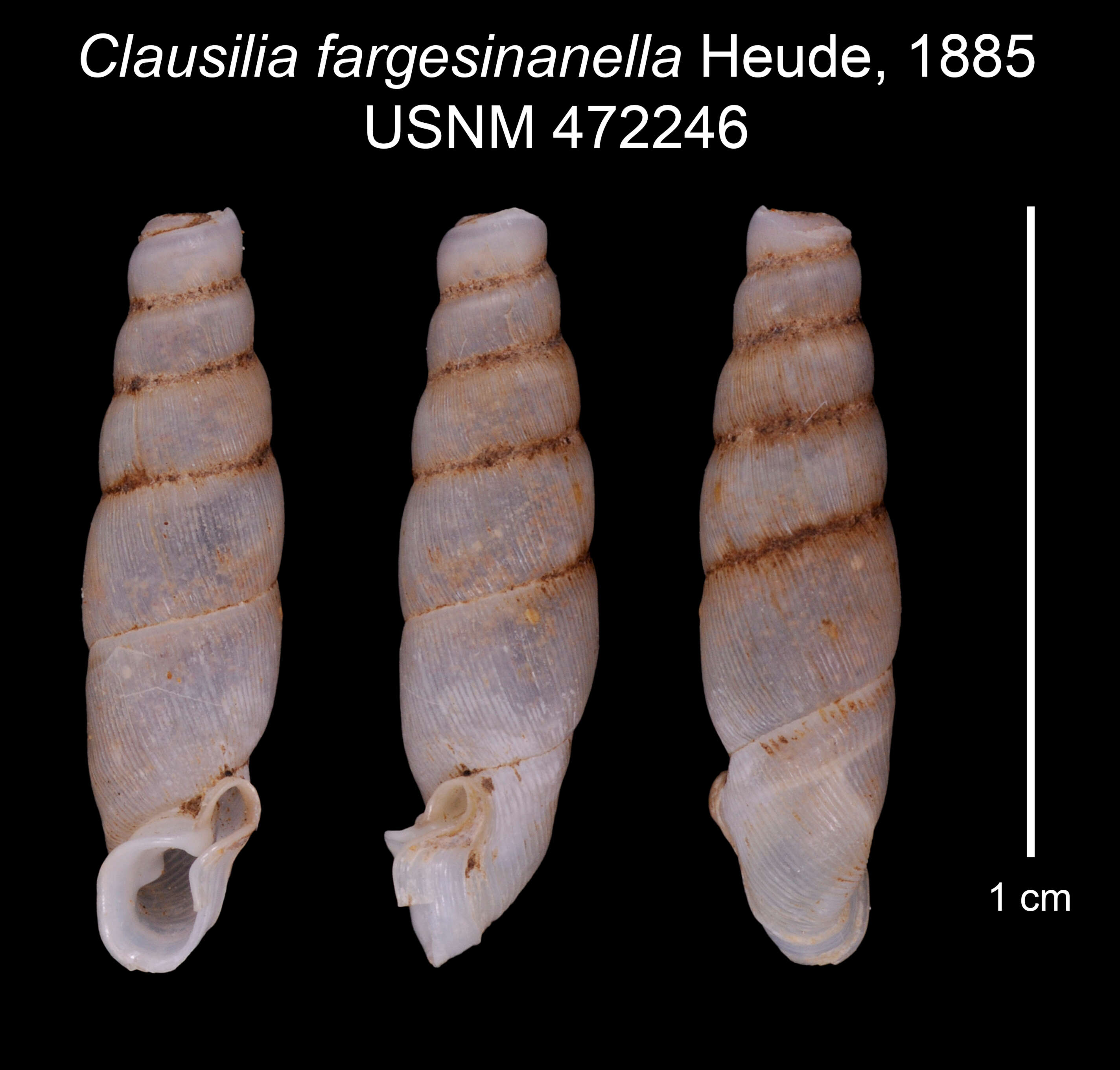 Image of Clausilia fargesianella Heude 1885