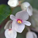 Image of Begonia solananthera A. DC.