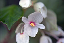 Слика од Begonia solananthera A. DC.