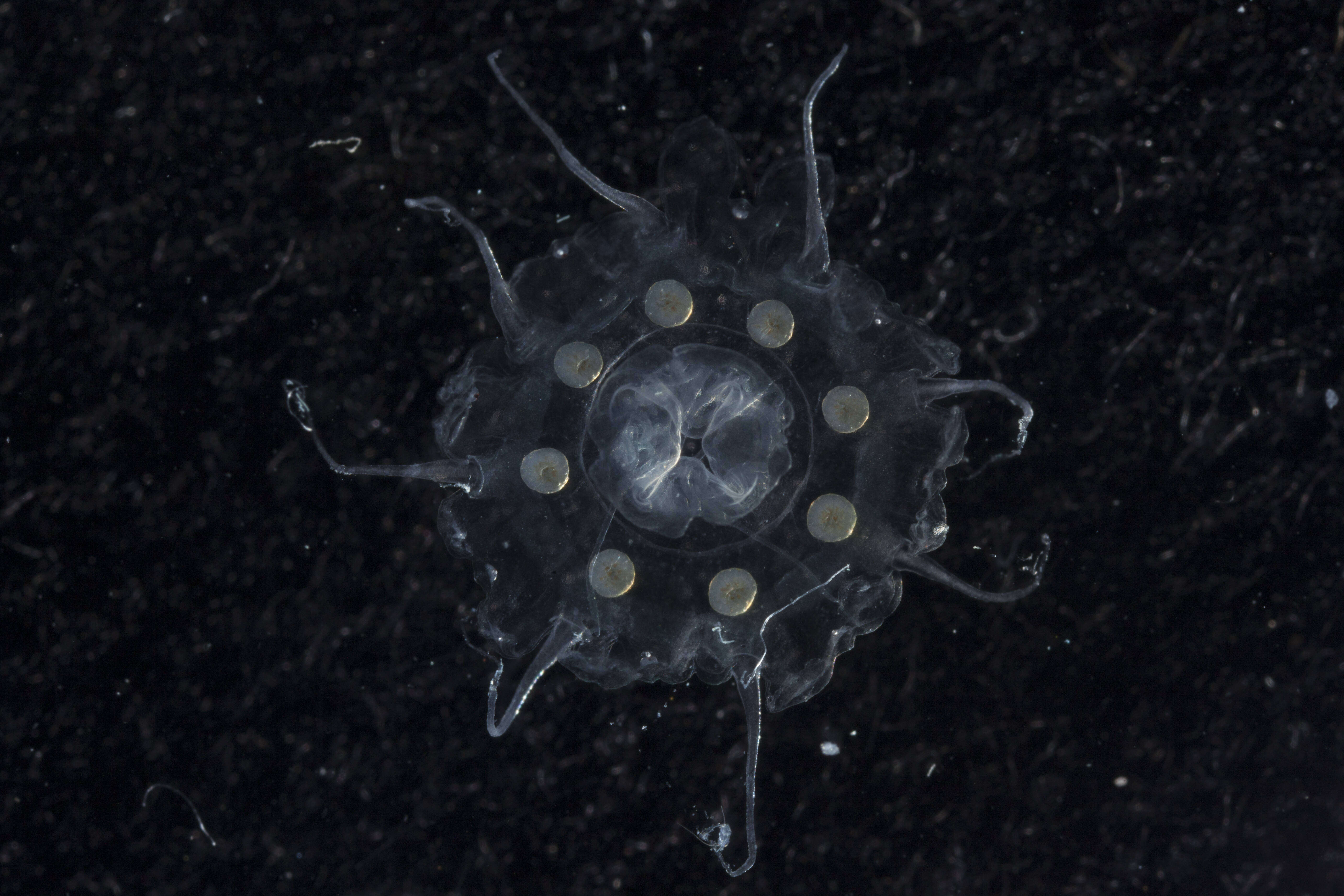 Image of crown jellyfish