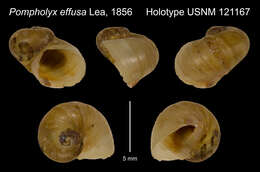صورة <i>Parapholyx effusa</i> (I. Lea 1856)