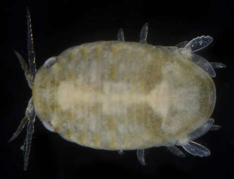 Image of sea pill bug