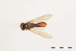 Image of Sphegina brachygaster Hull 1935