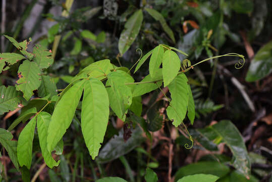 Imagem de Paullinia stellata L. Radlk.