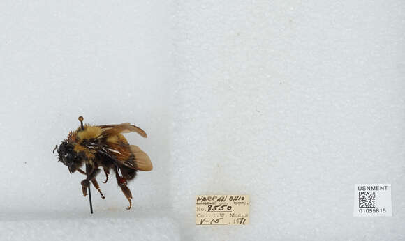 Слика од Bombus affinis Cresson 1864