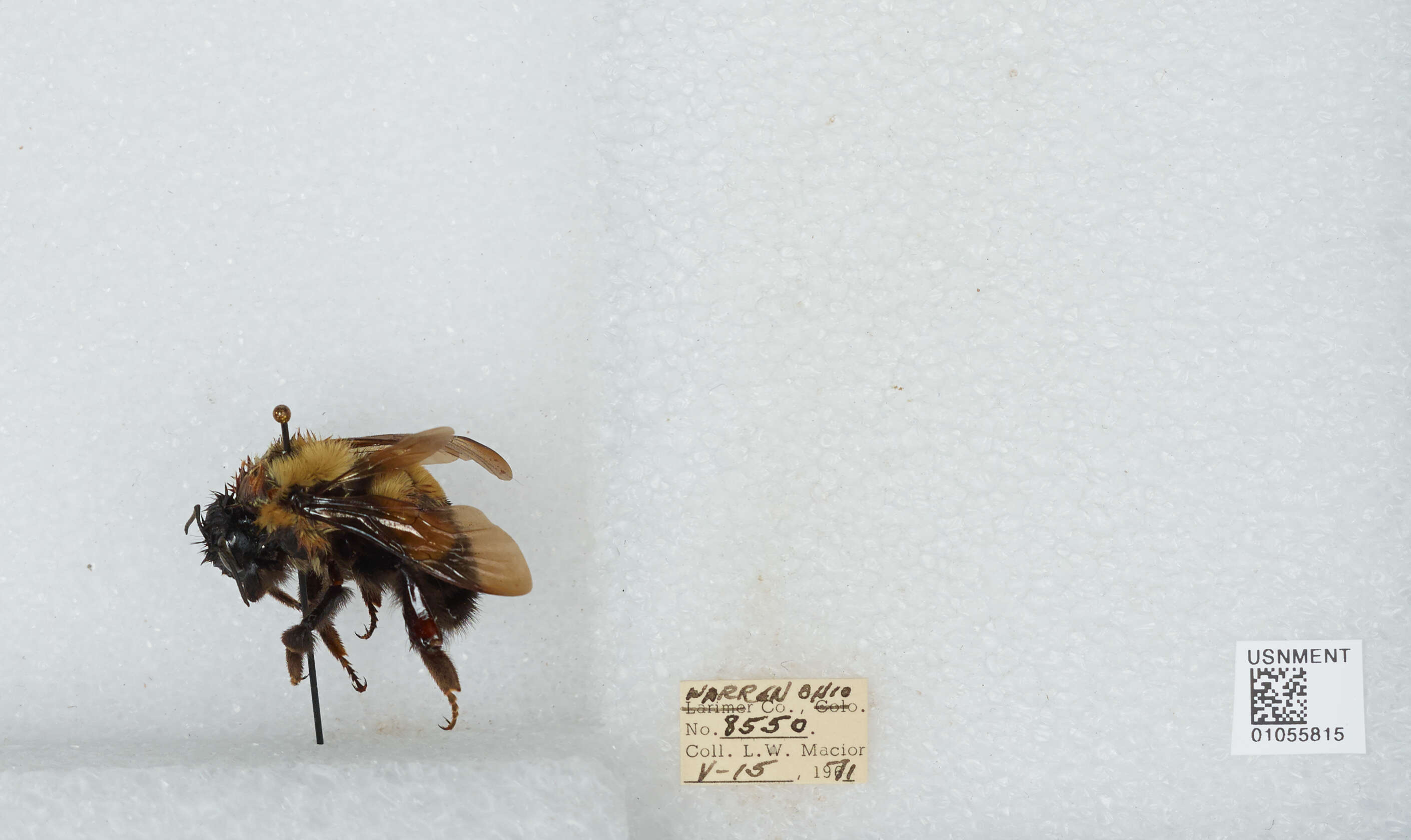 Слика од Bombus affinis Cresson 1864