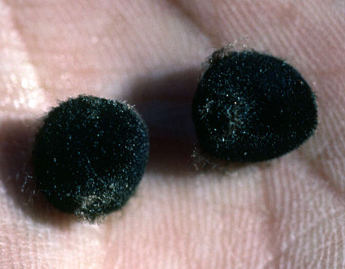 <i>Ipomoea macrantha</i> resmi