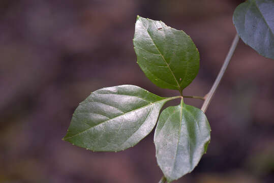 Imagem de Thinouia scandens Triana & Planch.