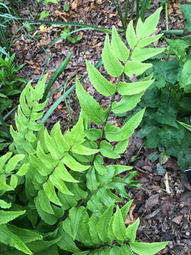 Image of Asian netvein hollyfern