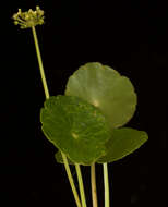 Image of largeleaf pennywort