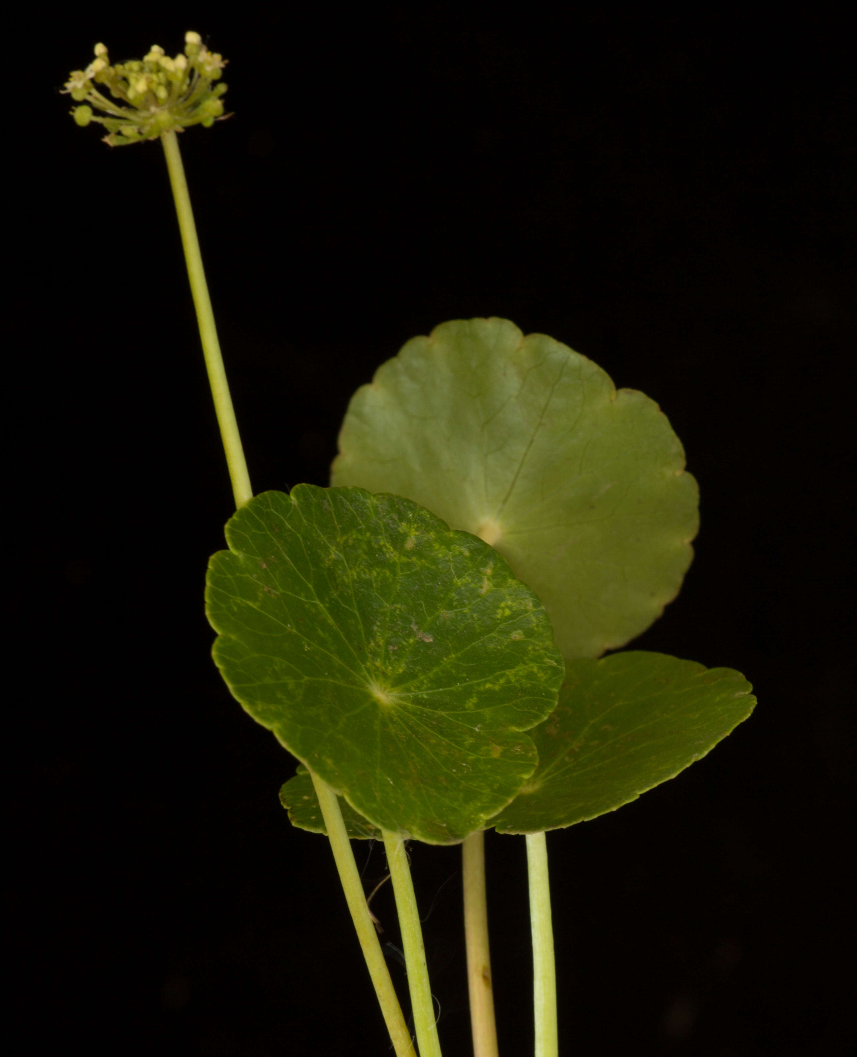 Hydrocotyle bonariensis Commerson ex Lam. resmi