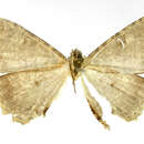 Pherotesia bifurca Rindge 1964的图像