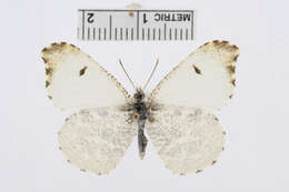 Image of Falcate Orangetip