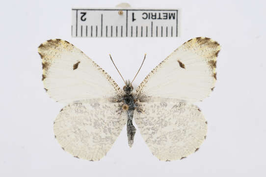 Image of Falcate Orangetip