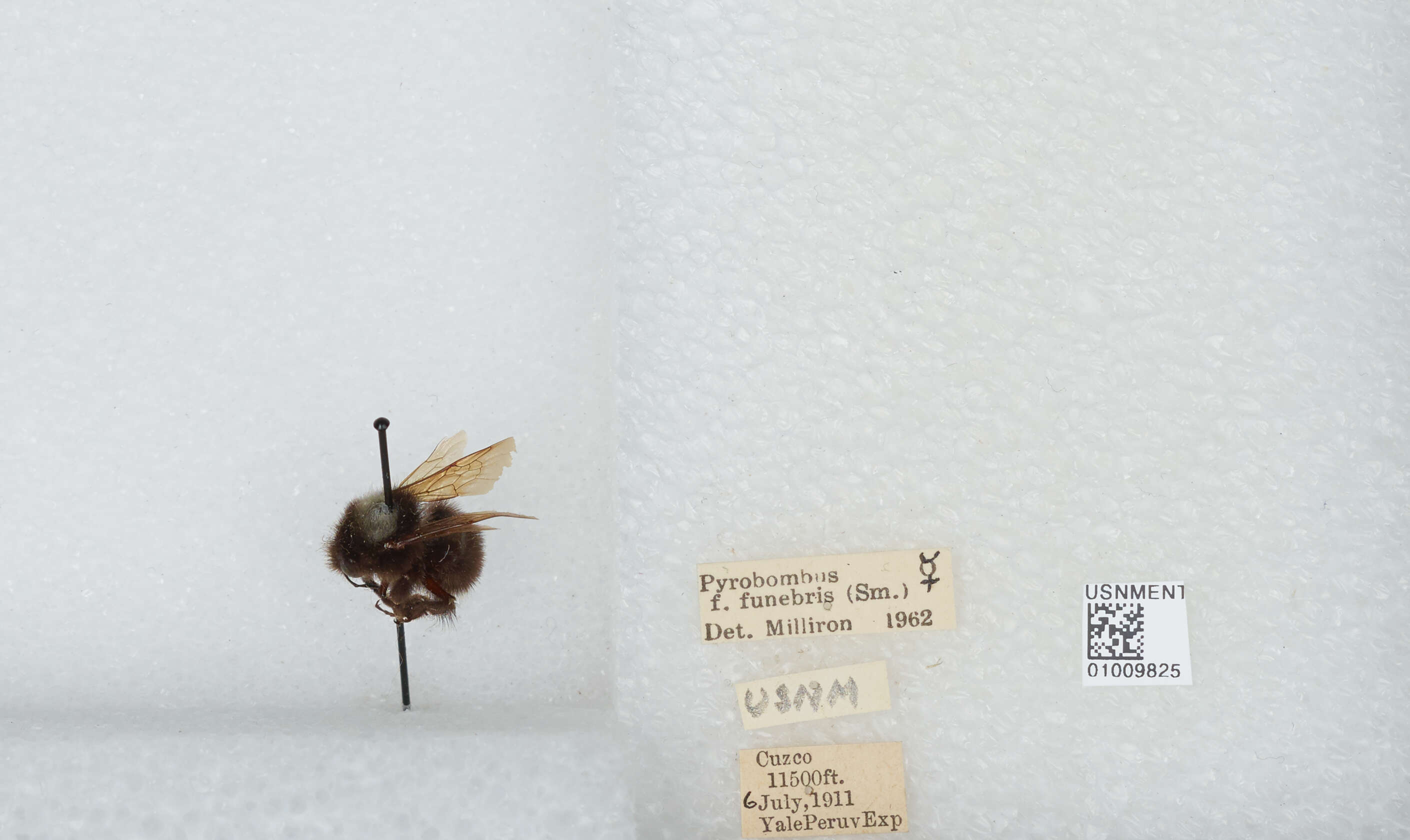 Image of Bombus funebris Smith 1854