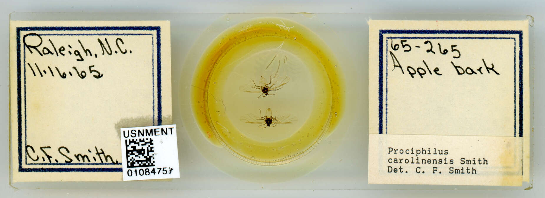 Image of Prociphilus (Prociphilus) carolinensis Smith & C. F. 1969