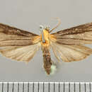 Sivun Ardonea judaphila Schaus 1905 kuva