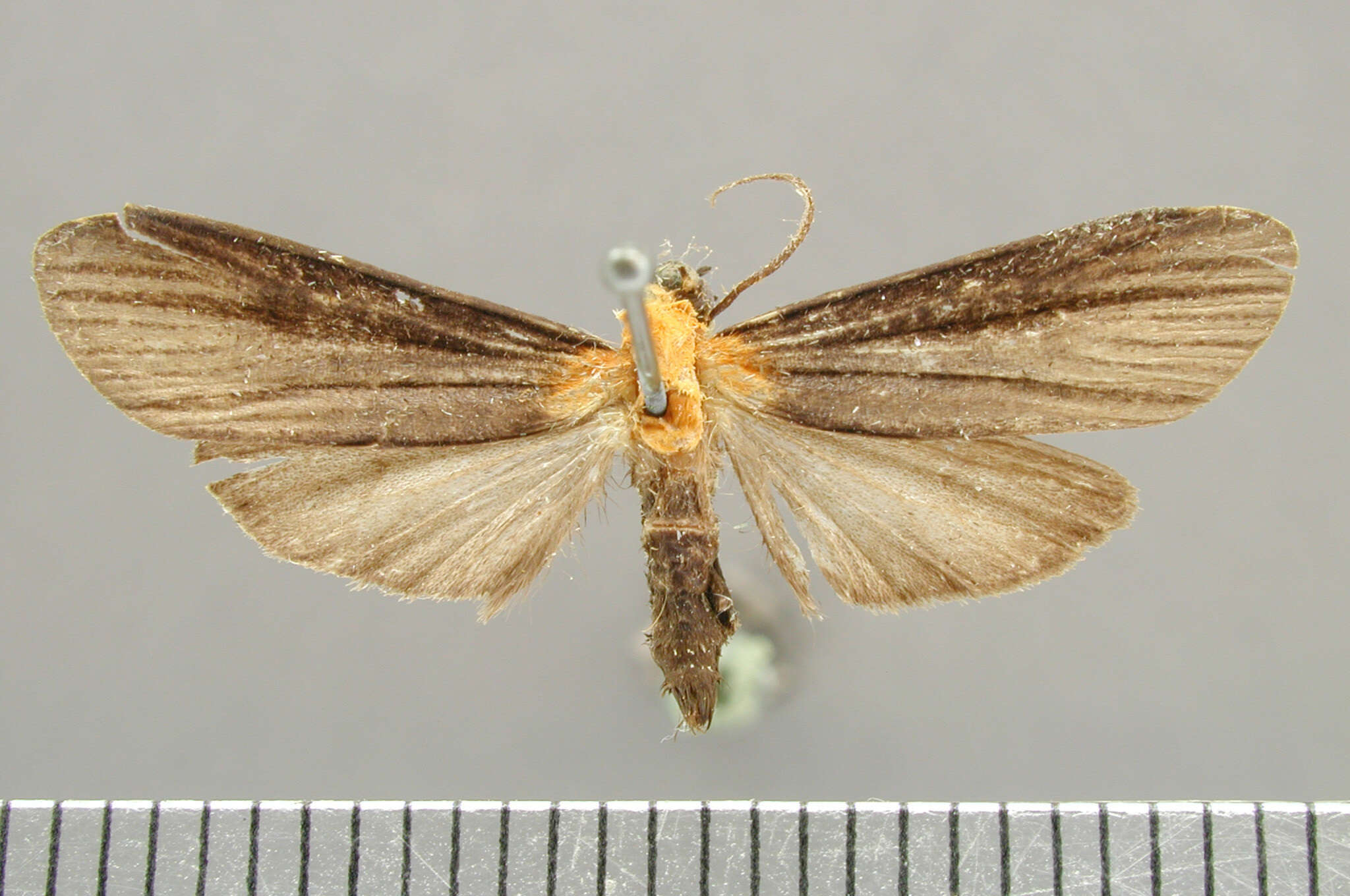 Sivun Ardonea judaphila Schaus 1905 kuva