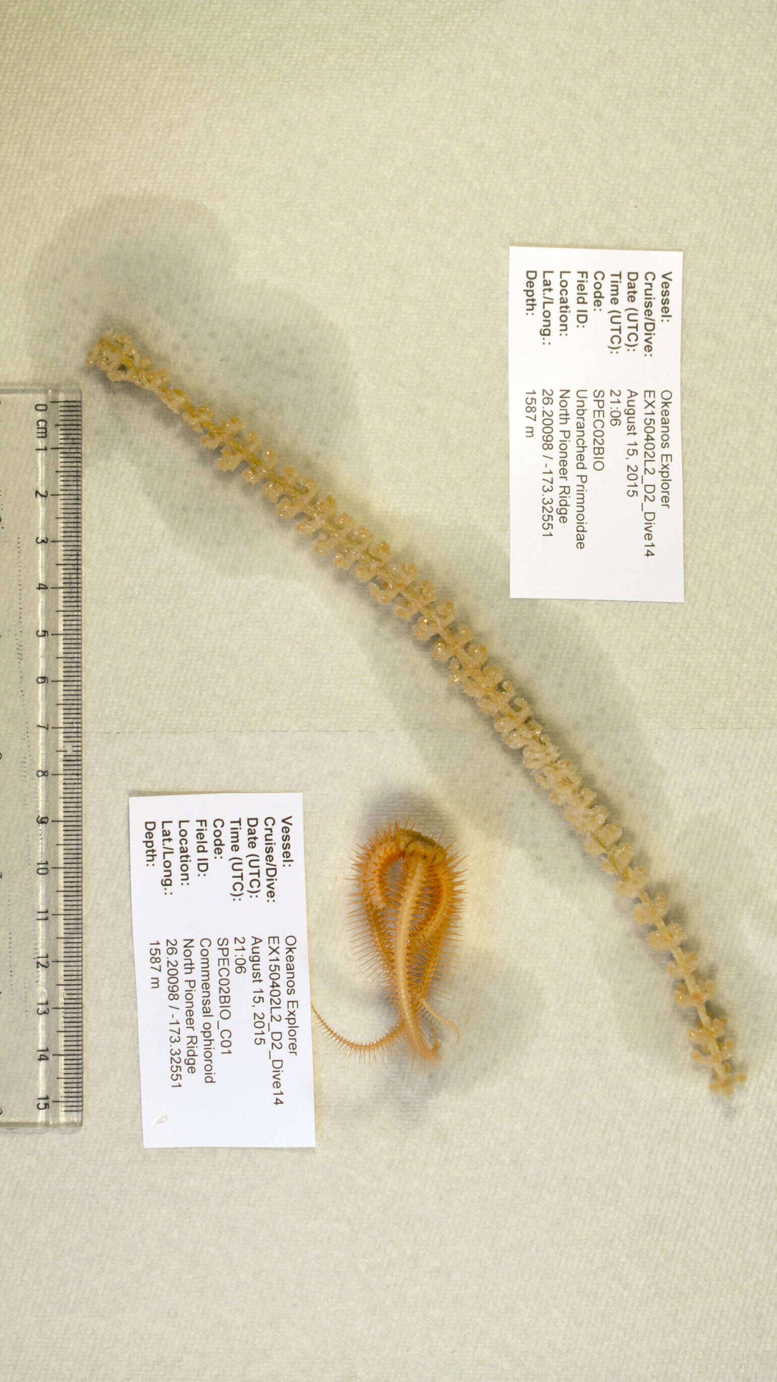 Image of Narella macrocalyx Cairns & Bayer 2008