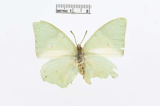 Image of Charaxes eupale Drury 1782