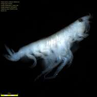 Image of Amphipoda