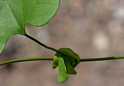 Image of elegant dutchman's pipe