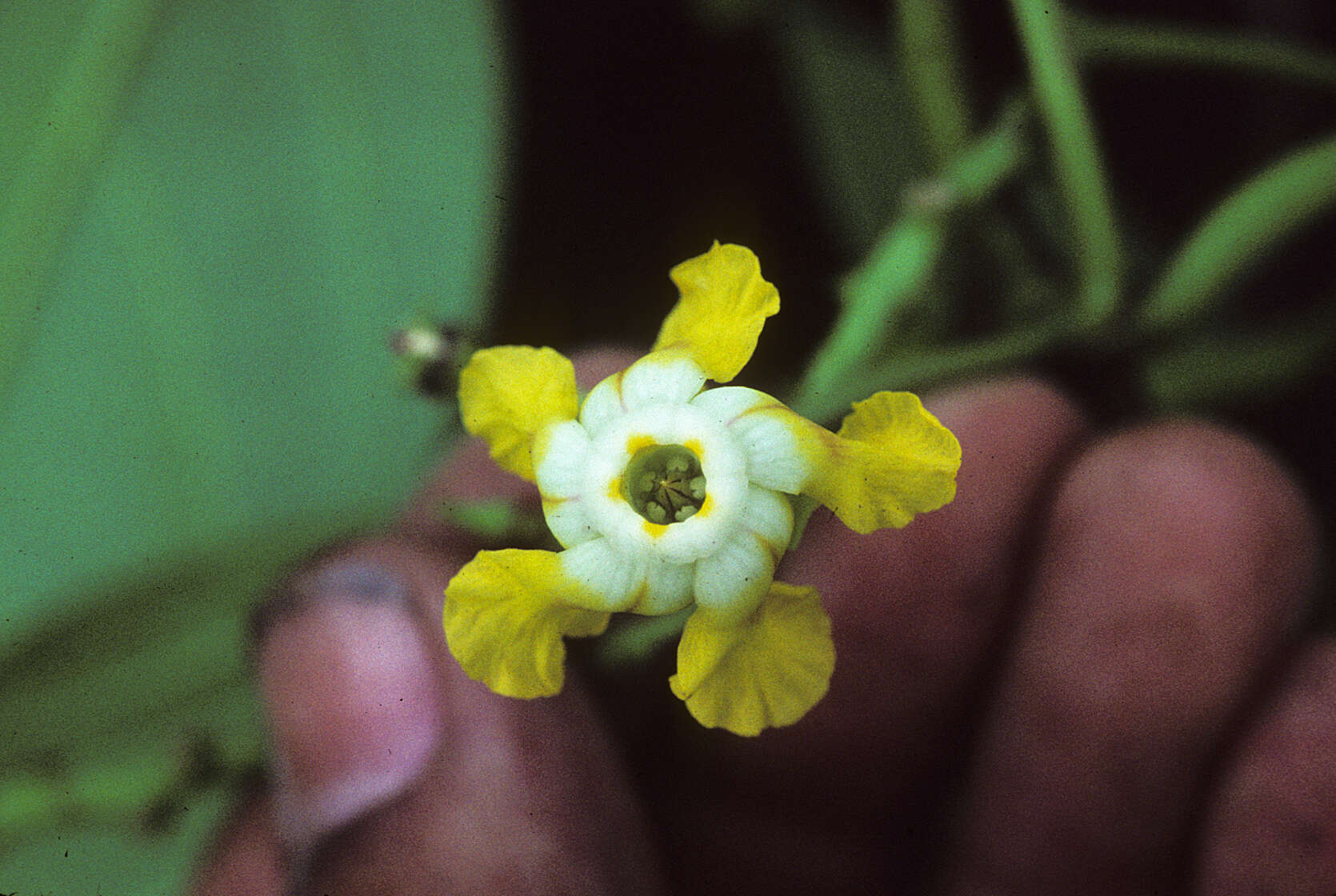 Image of Prestonia quinquangularis (Jacq.) Spreng.