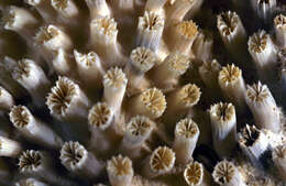 Image of Galaxea coral