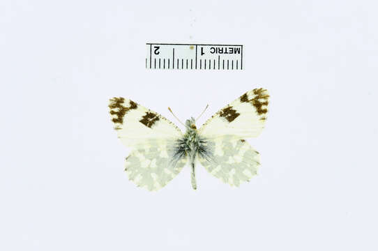 Image of <i>Euchloe belia</i>