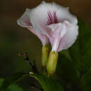 Image de Clitoria pozuzoensis J. F. Macbr.