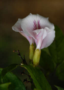 Image of Clitoria pozuzoensis J. F. Macbr.