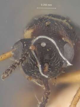 Image of Tetramesa rufipes (Phillips & Emery 1919)