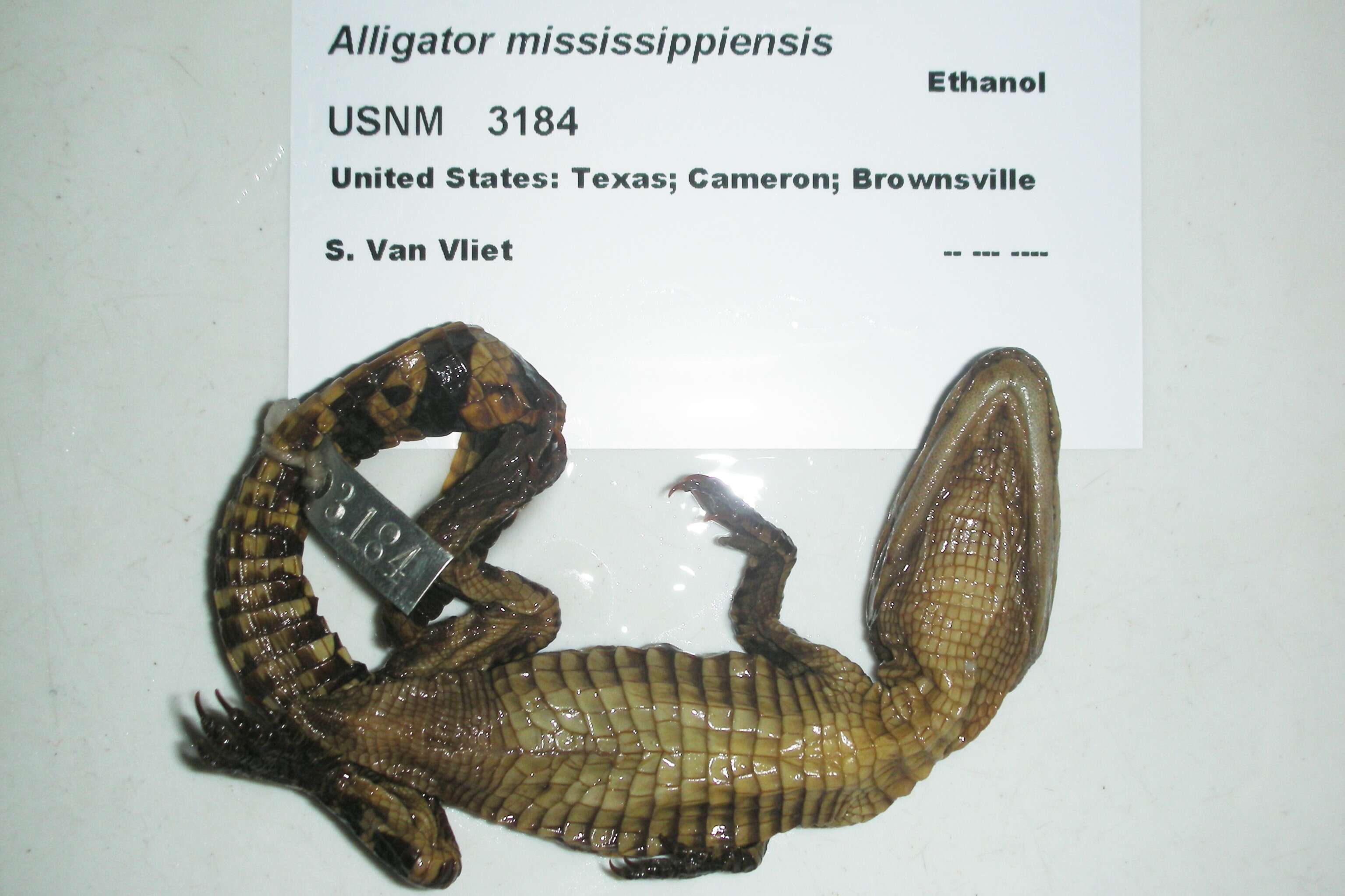 Image of alligators