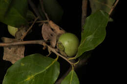 Image of Diospyros aequoris Standl.