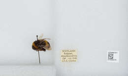 Image of White-tailed bumblebee