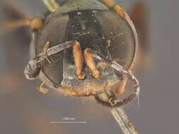 Image of Crabronid wasp