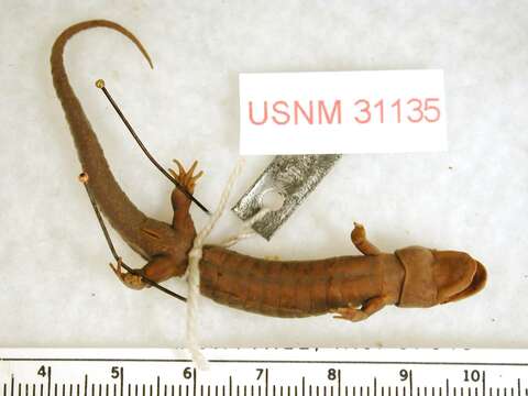 Image of Carolina mountain dusky salamander