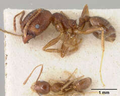 Image of Pheidole hyatti Emery 1895