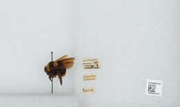 Image de Bombus medius Cresson 1864