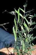 Слика од Vicia sativa subsp. nigra (L.) Ehrh.